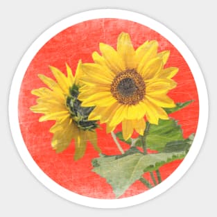 sunflower red circle grunge Sticker